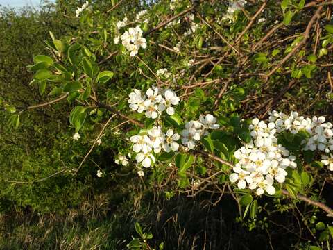 Image of Wild Pear