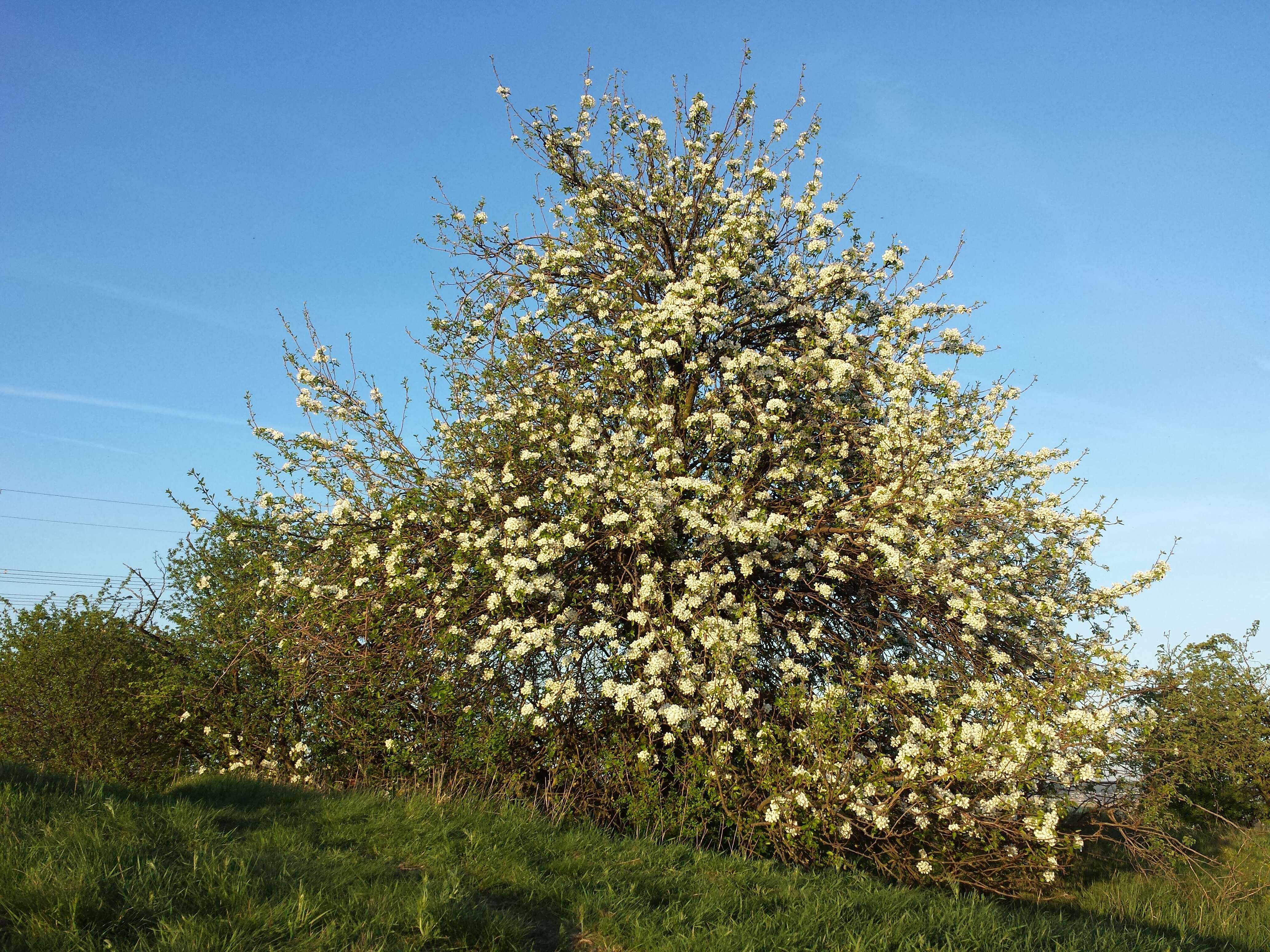 Plancia ëd Pyrus communis subsp. pyraster (L.) Ehrh.