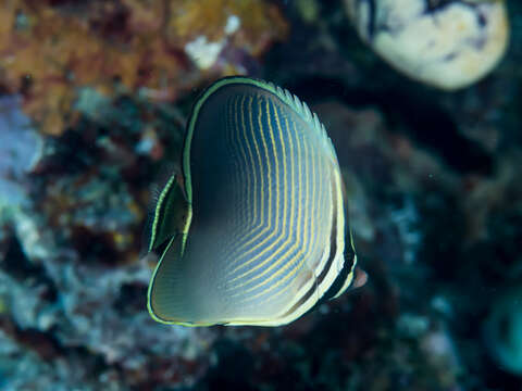 Image of Eastern Triangle Butterflyfish