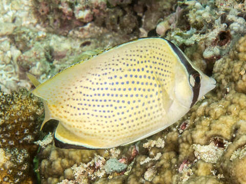 Image of Citron Butterfly