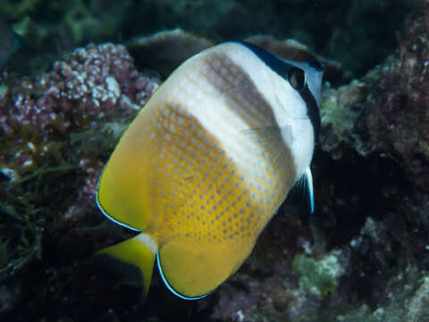 Image of Blacklip Butterflyfish