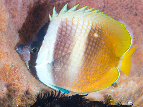 Image of Blacklip Butterflyfish