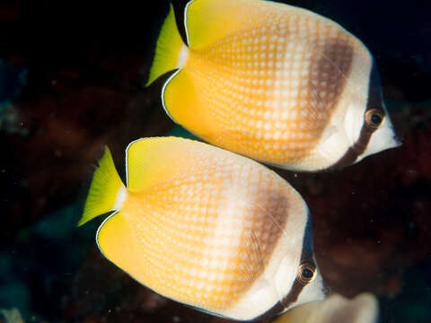 Image of Blacklip Butterflyfish