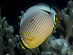 Слика од Chaetodon lunulatus Quoy & Gaimard 1825