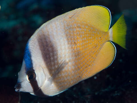 Image of Blacklip Butterflyfish