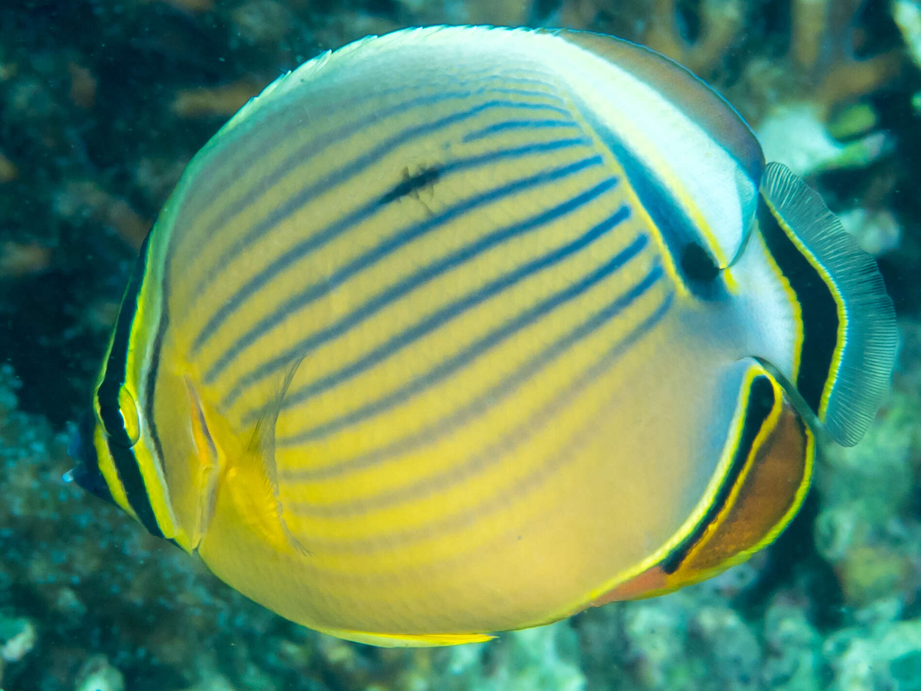 Image of Oval Butterflyfish