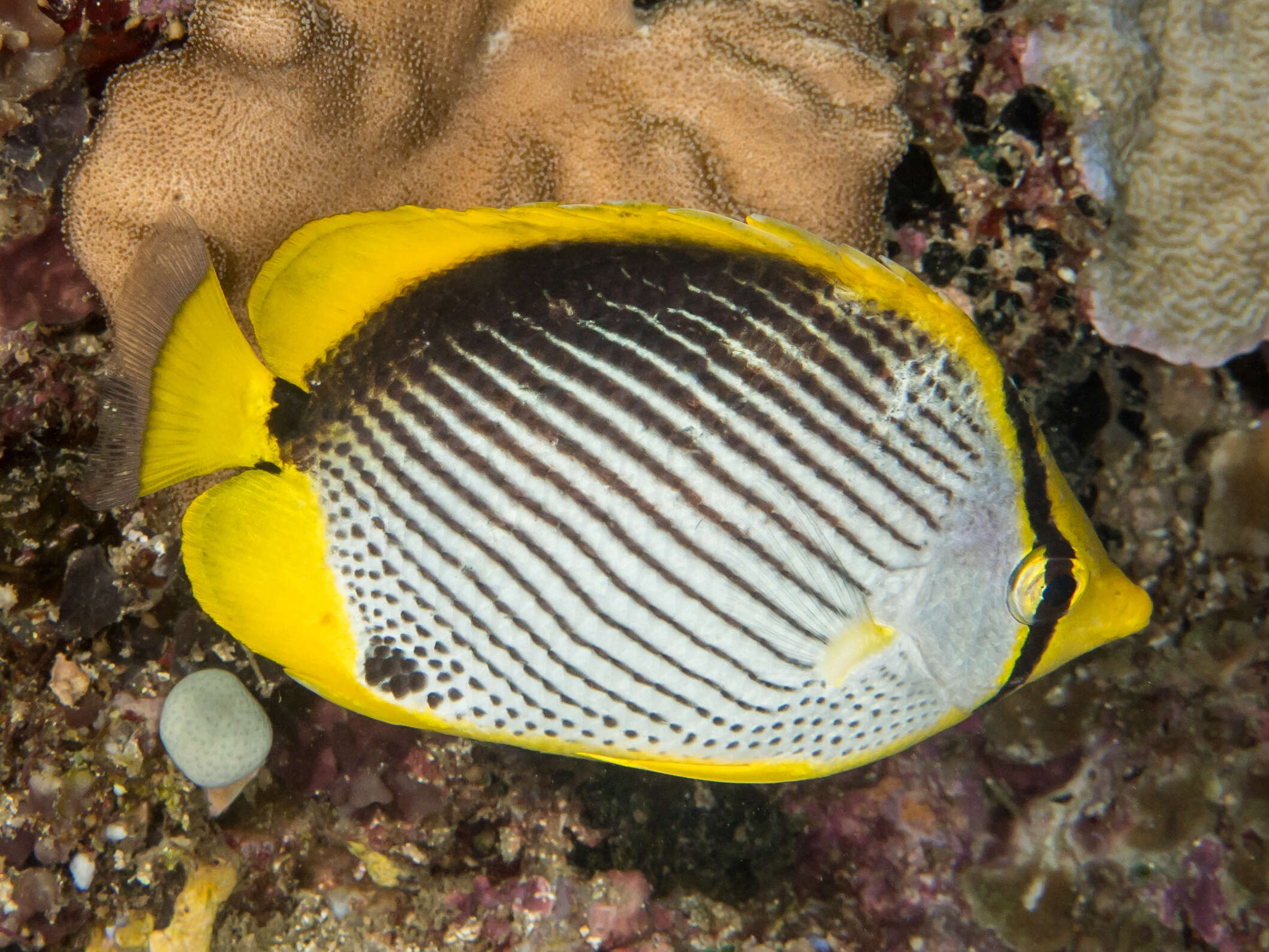 Image of Black-back Butterflyfish