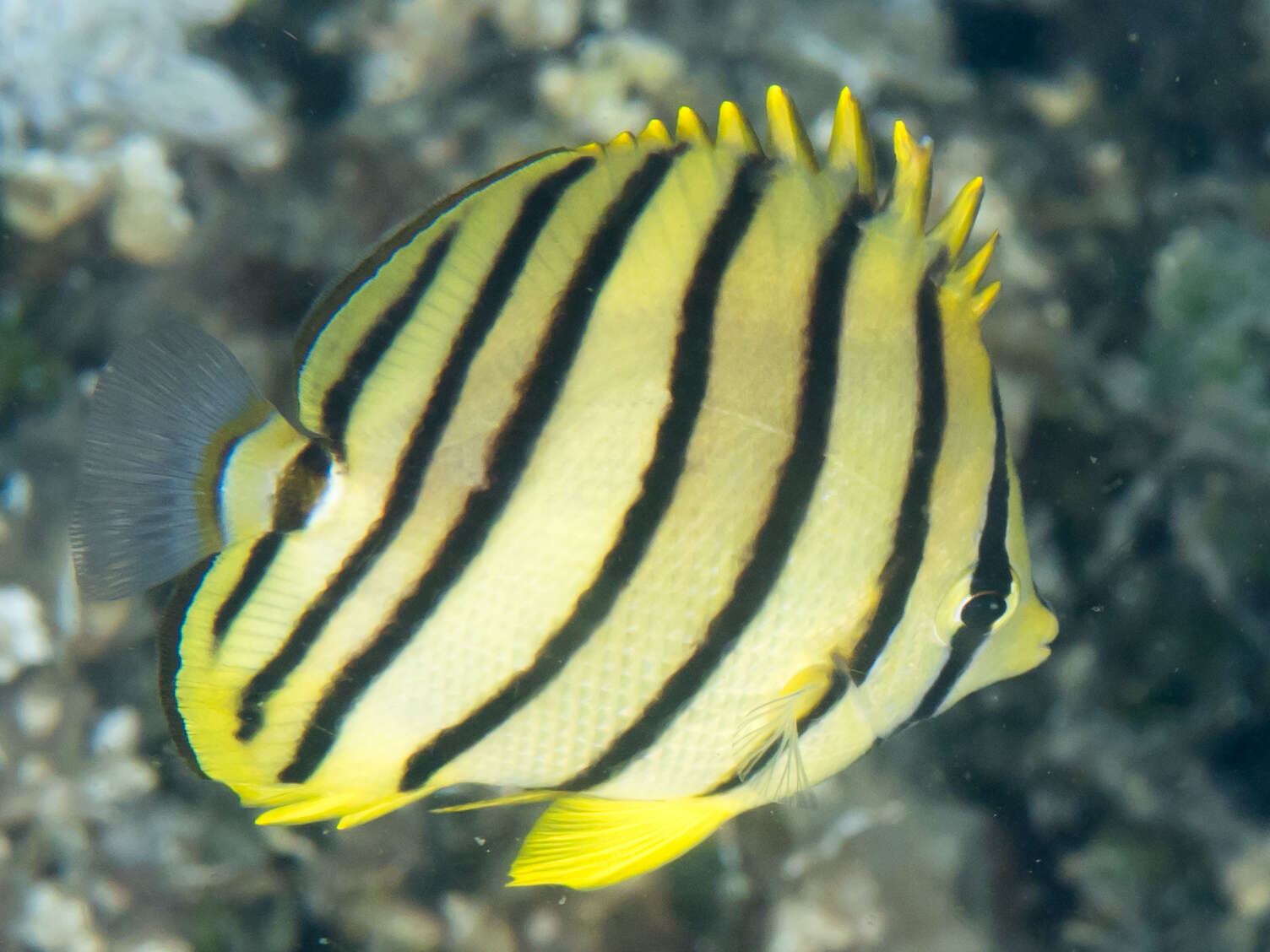 Image of Eight Banded Butterflyfish