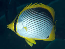 Image of Black-back Butterflyfish