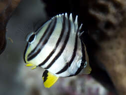 Image of Eight Banded Butterflyfish