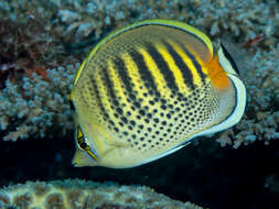 Image of Dot and dash Butterflyfish