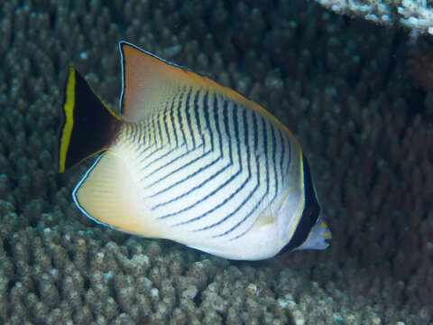 Image of Acropora Butterfly