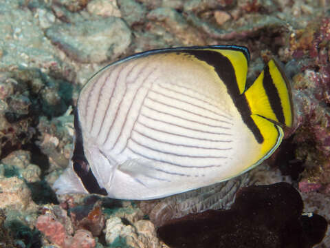 Image of Butterfly fish