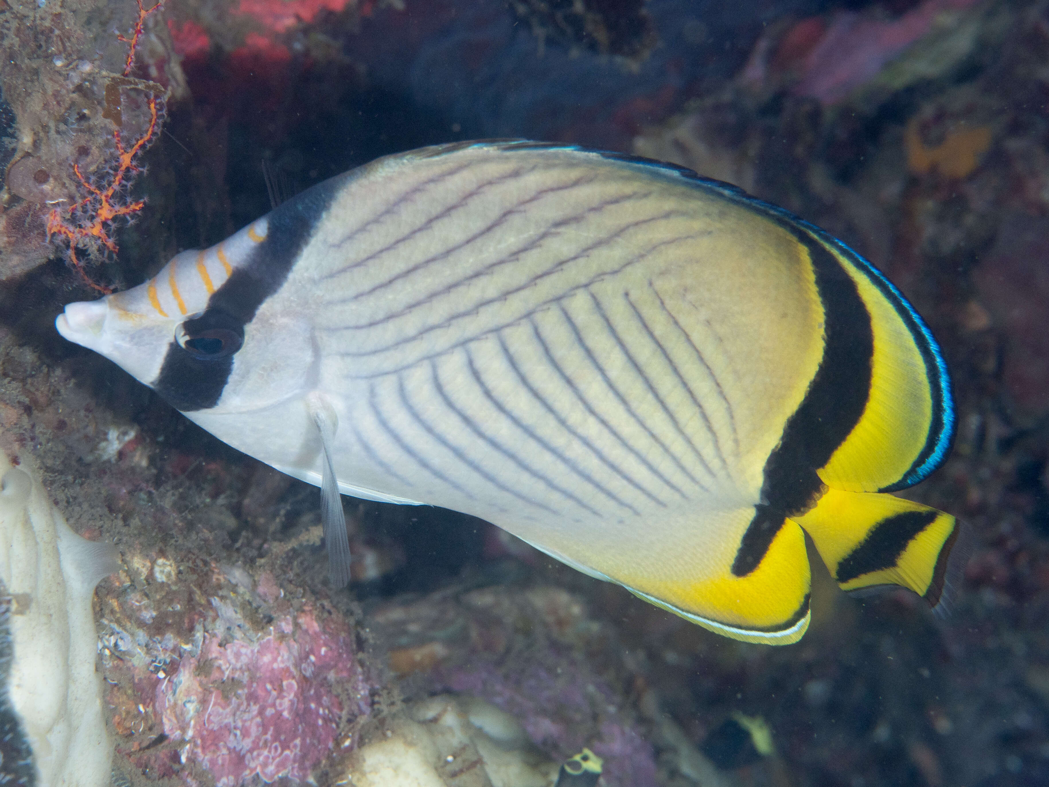 Image of Butterfly fish