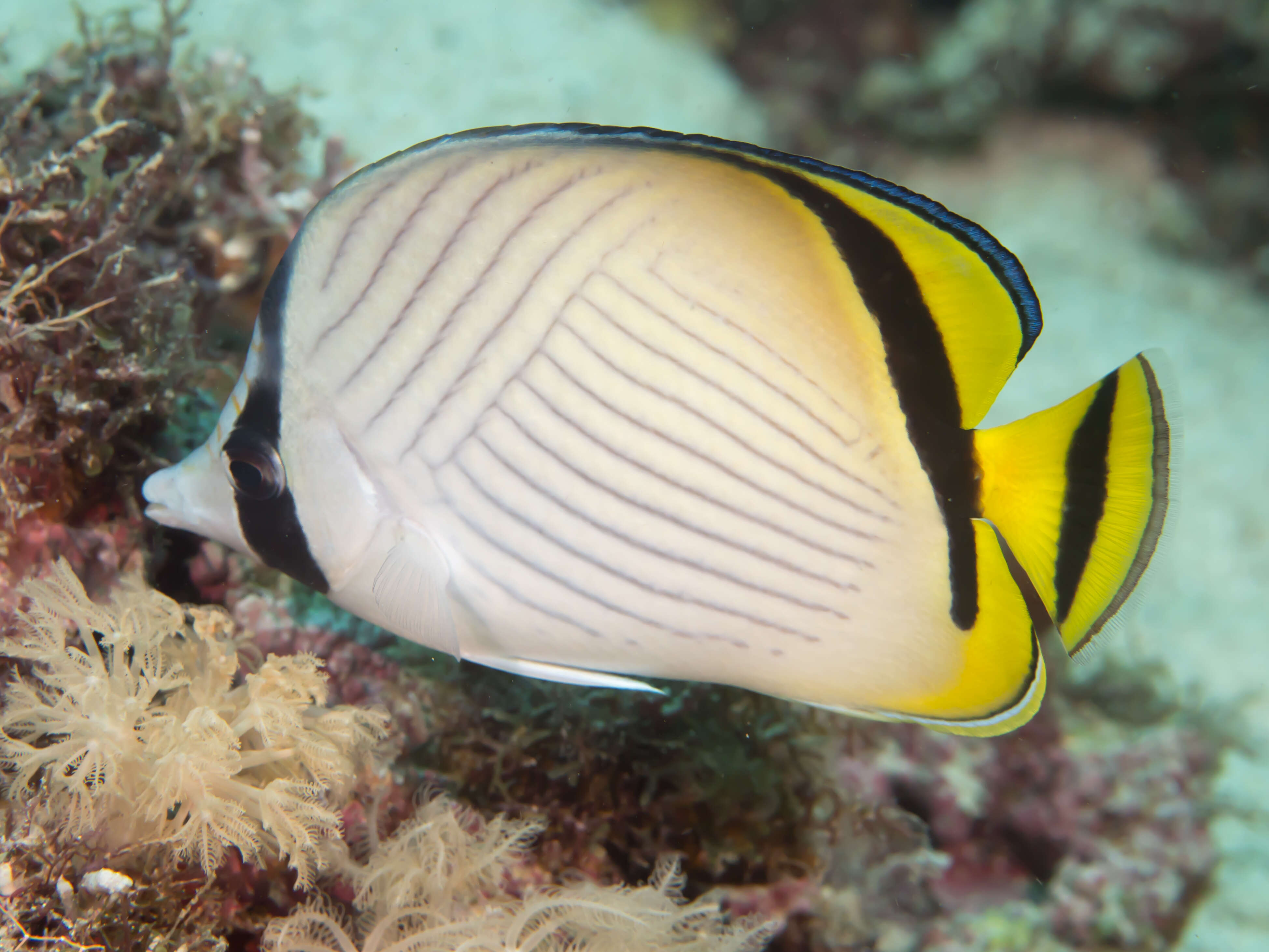 Image of Butterfly fish