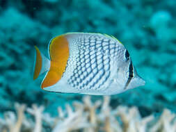 Chaetodon xanthurus Bleeker 1857 resmi