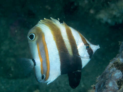 Image of Two Spot Coralfish