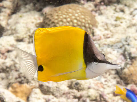 Image of Longnose butterflyfishes