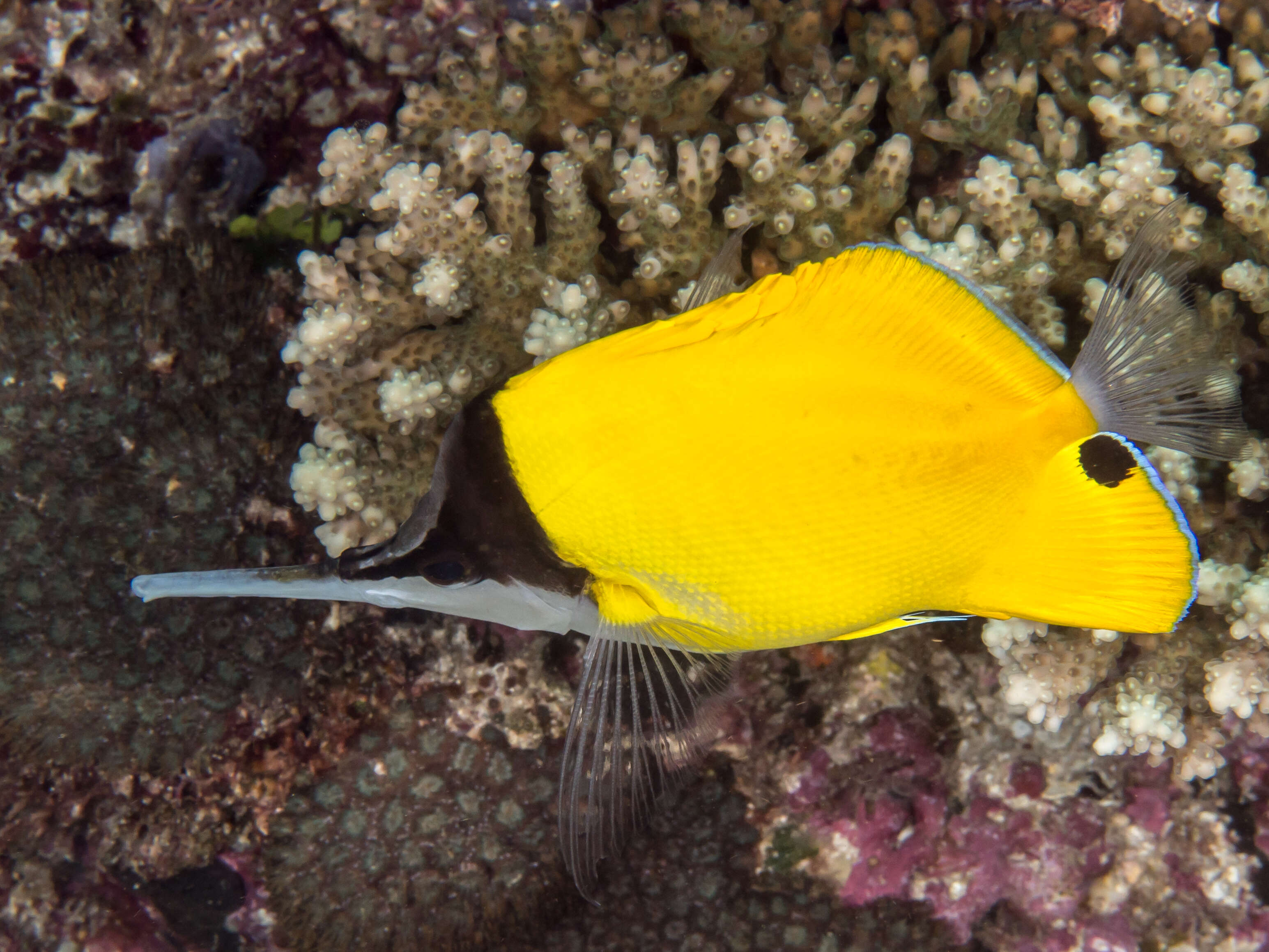 Image of Big long-nosed Butterflyfish