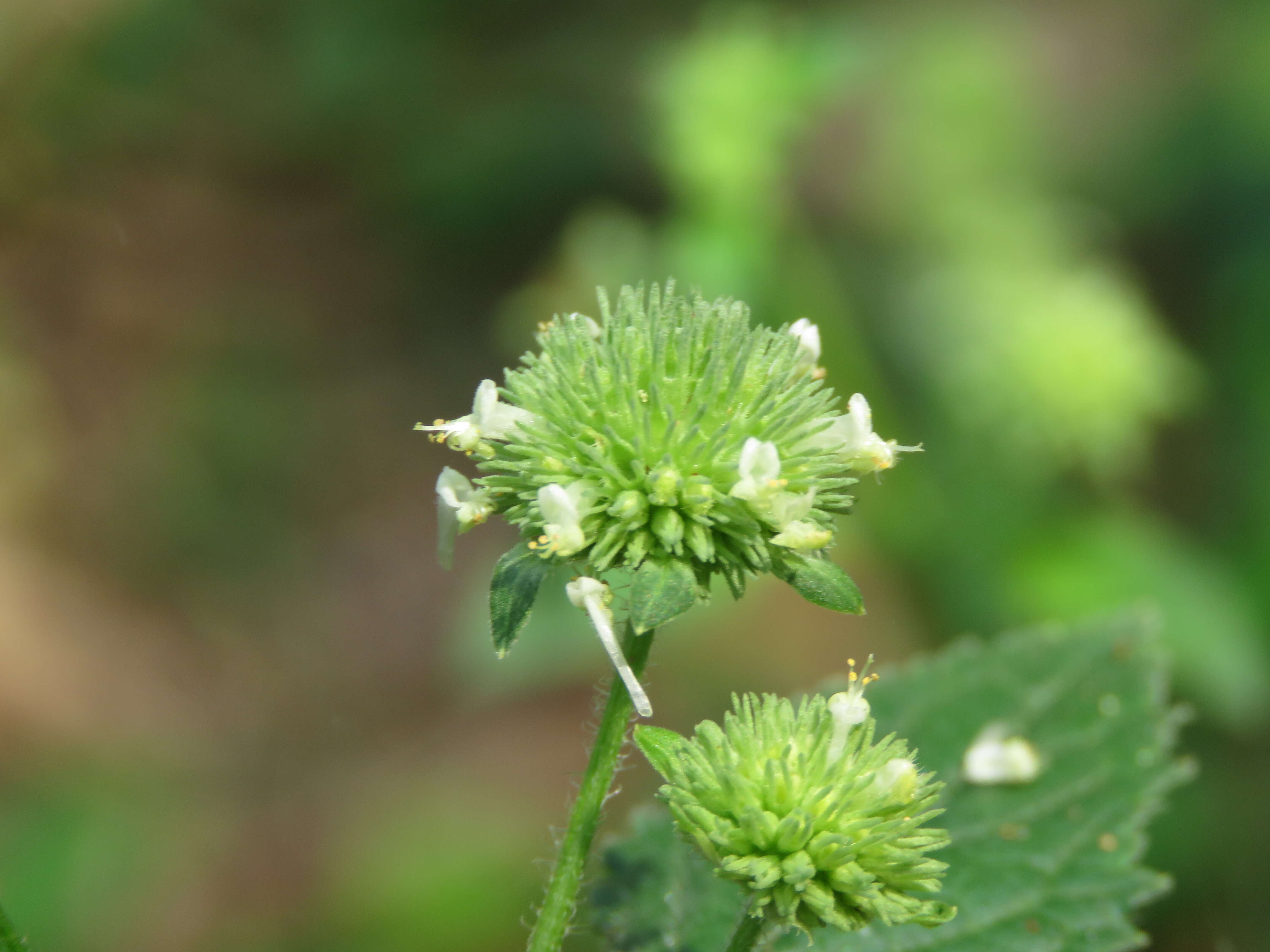 Image of false ironwort