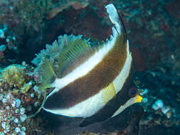 Image de Poisson cocher du Pacifique