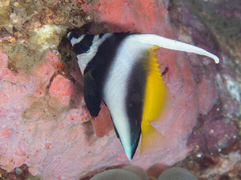 Image of Singular Bannerfish