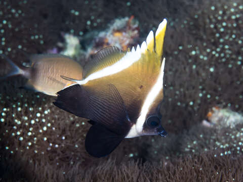 Image of Horned Bannerfish