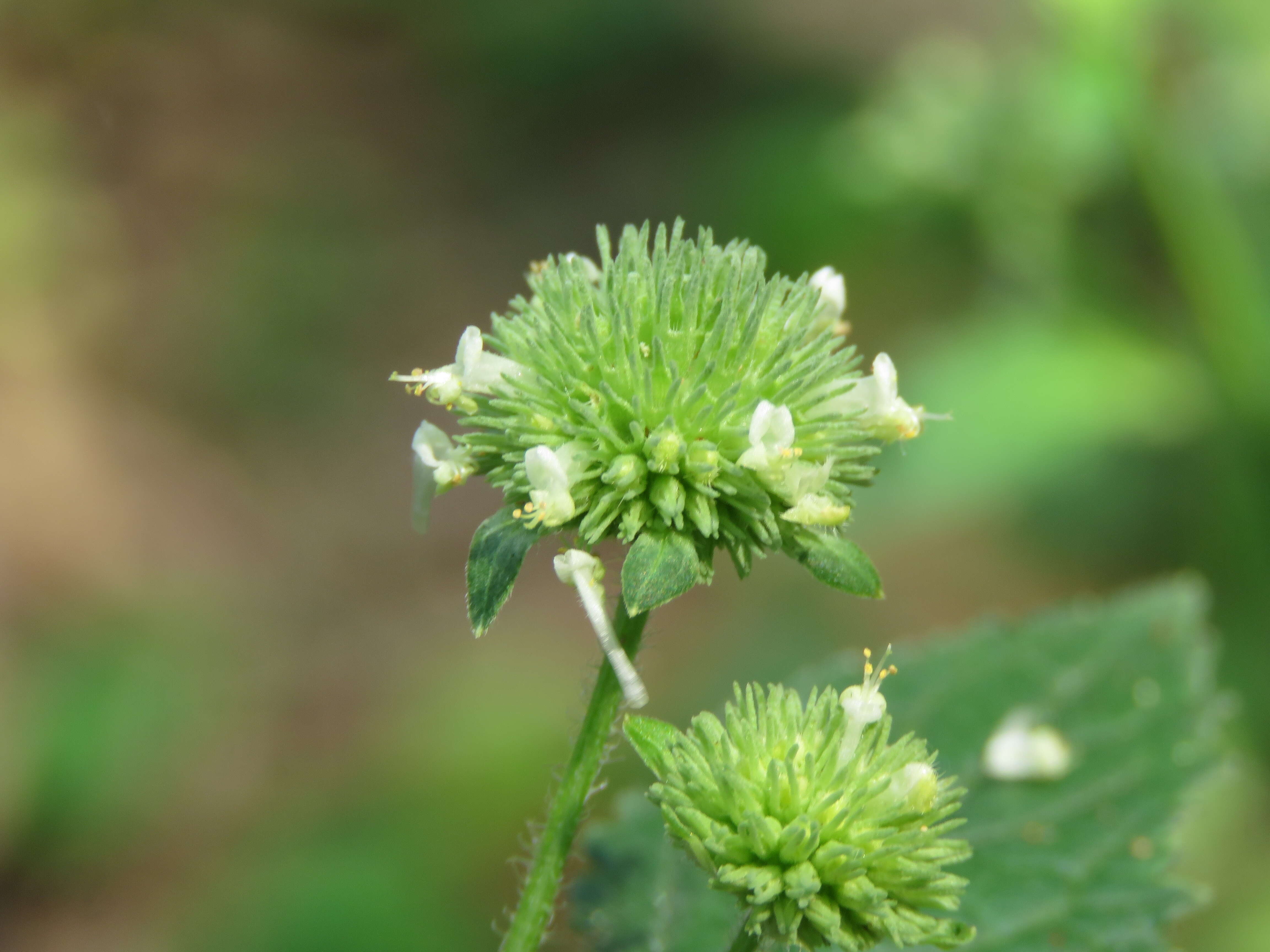 Imagem de Hyptis capitata Jacq.