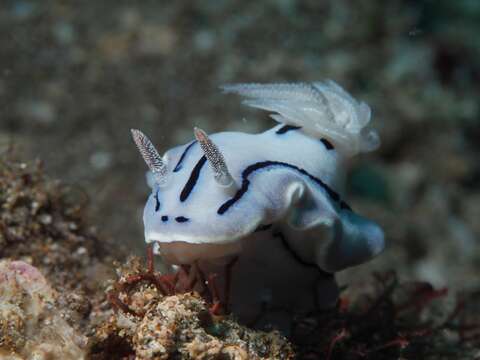 Image of Wallans grey and black slug