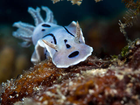 Image de Chromodoris willani Rudman 1982