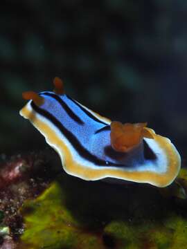 Image of Chromodoris annae Bergh 1877