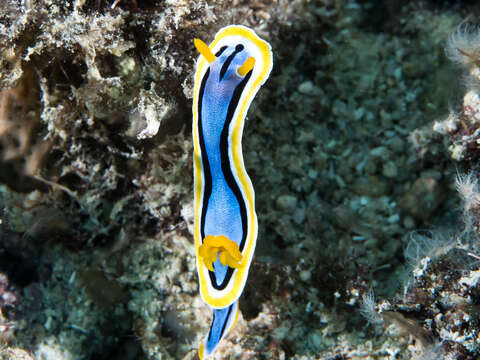 Image of Chromodoris annae Bergh 1877