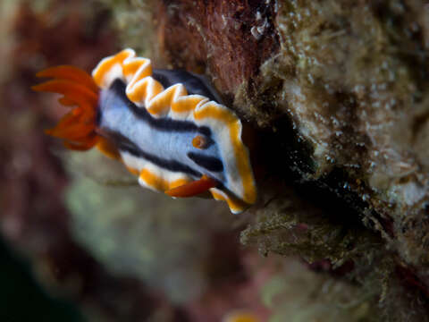 Image of Chromodoris annae Bergh 1877