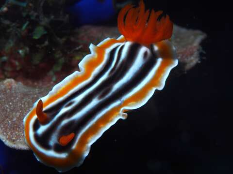 Image de Chromodoris magnifica (Quoy & Gaimard 1832)