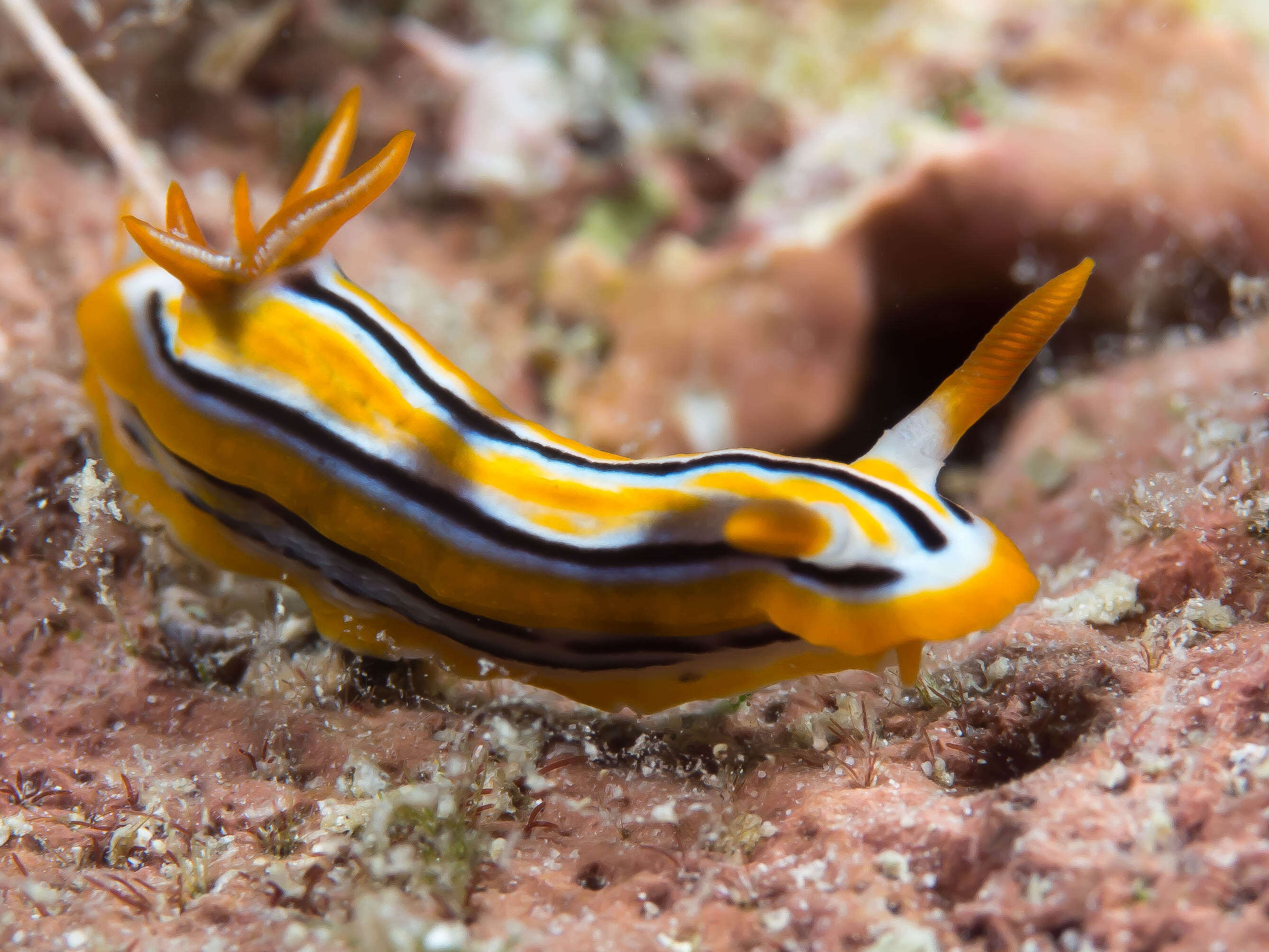 Image of Chromodoris colemani Rudman 1982