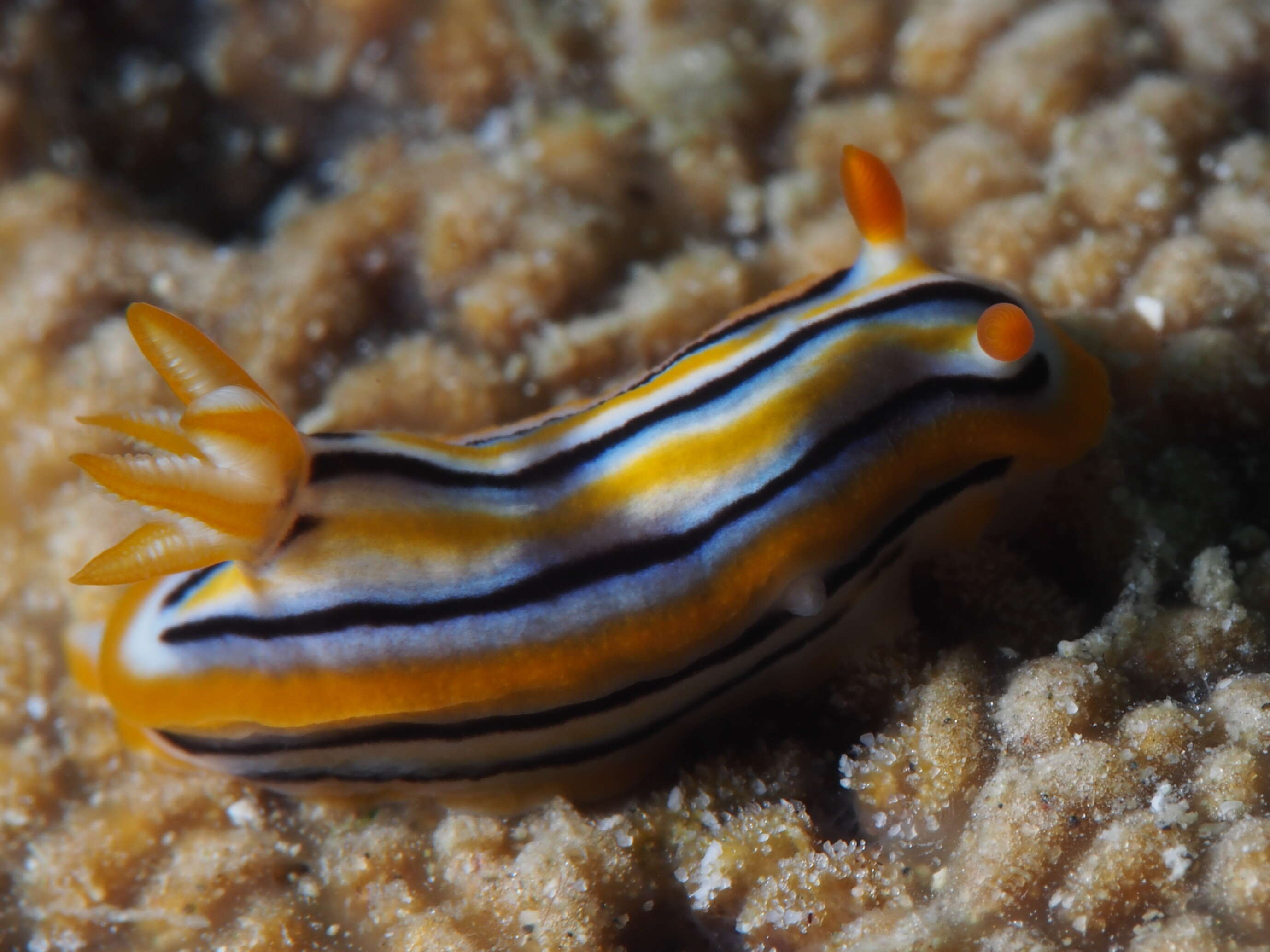 Image of Chromodoris colemani Rudman 1982