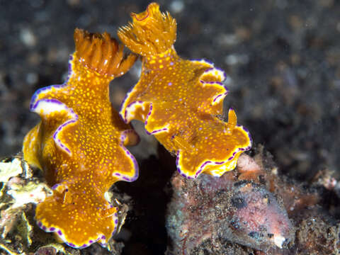 Image of Purple edged yellow spot slug