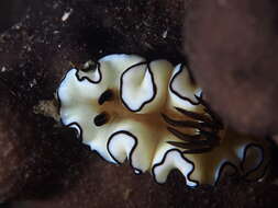 Image of Black margined slug