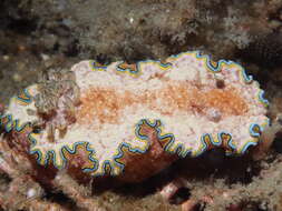 Image of Mauve green edged stocky slug