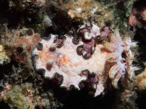 Image of Mauve green edged stocky slug