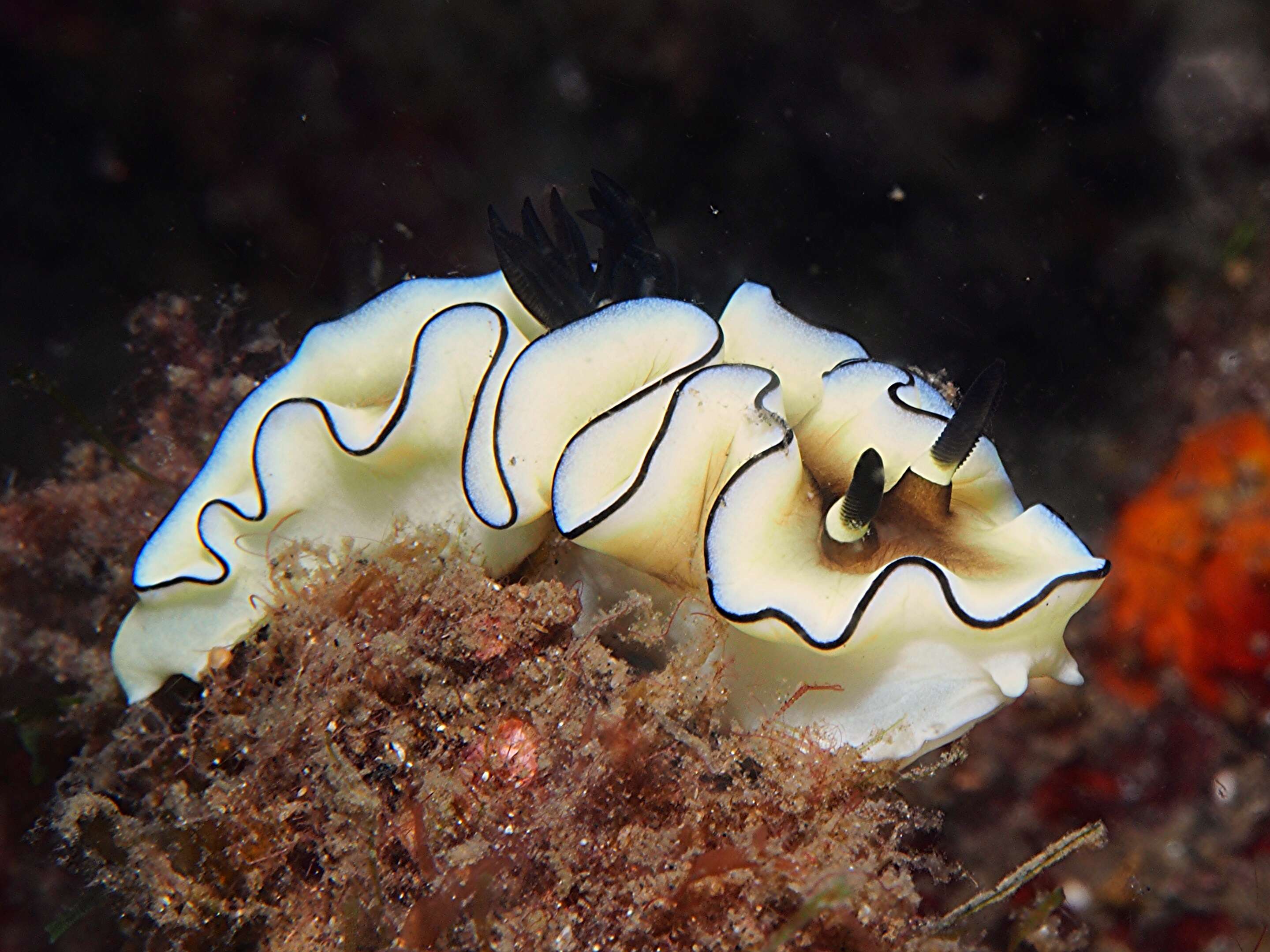 Image of Black margined slug