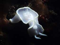 Image of Pale white slug