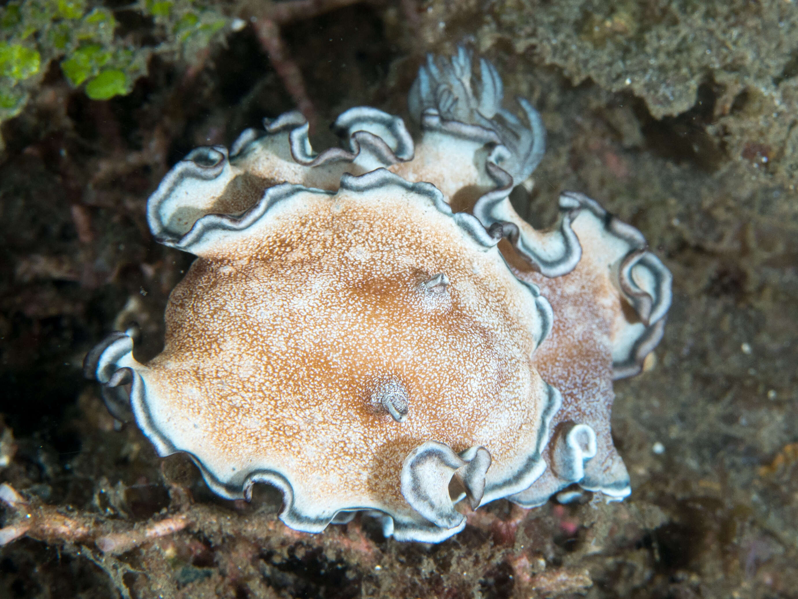 Image de Glossodoris hikuerensis (Pruvot-Fol 1954)