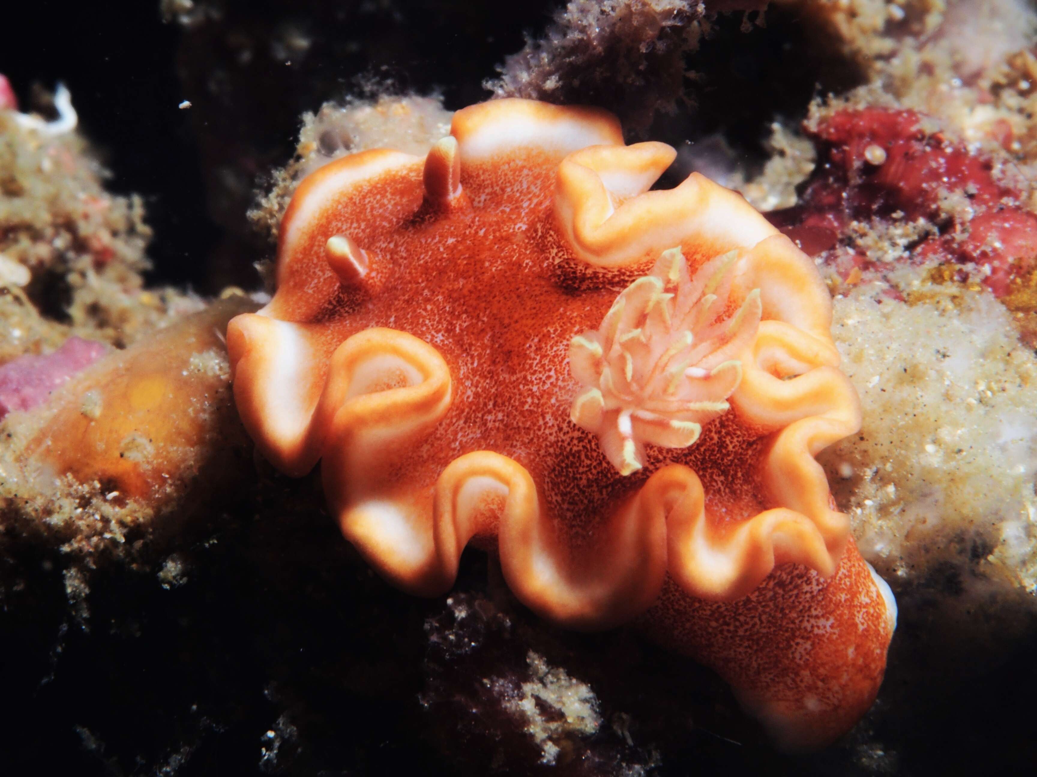 Image of Red-margined orange slug