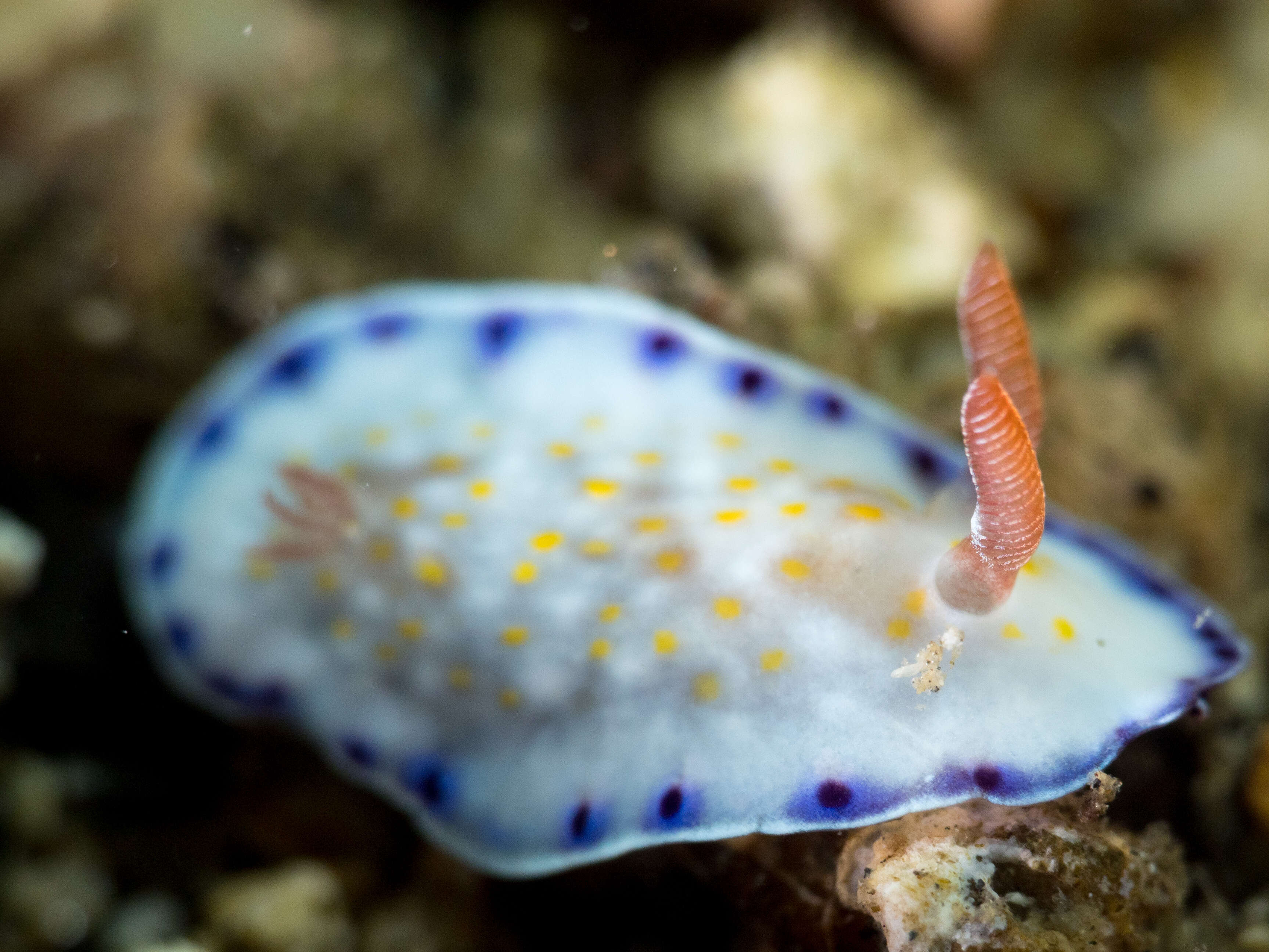 Image of Pale gold and purple slug