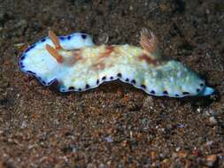 Image of Pale gold and purple slug