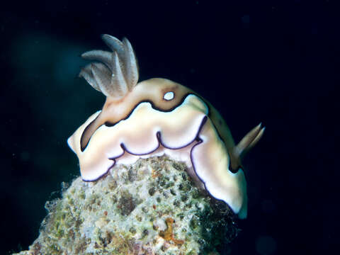 Image of Pastel skirt lifter slug