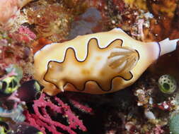 Image of Pastel skirt lifter slug