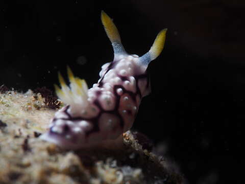 Image de Goniobranchus geometricus (Risbec 1928)