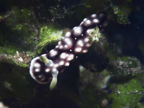 Image de Goniobranchus geometricus (Risbec 1928)